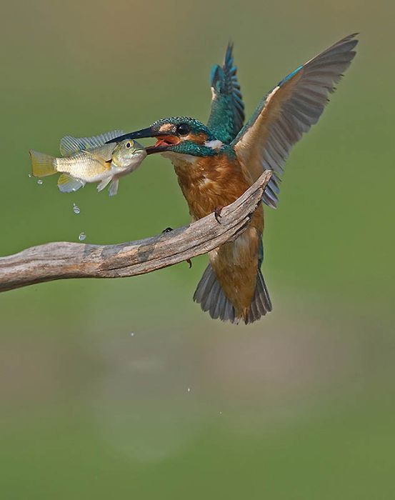 Потрясающие фотографии птиц (47 фото)