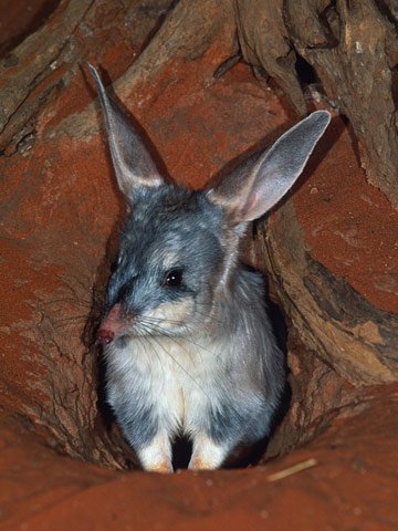 Австралийский кролик (12 фото)