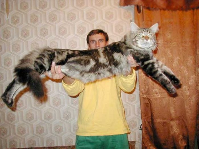 Самые большие домашние кошки в мире (8 фото)