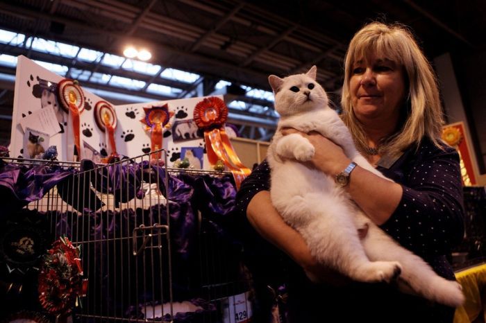 Выставка породистых котов в Англии (15 фото)